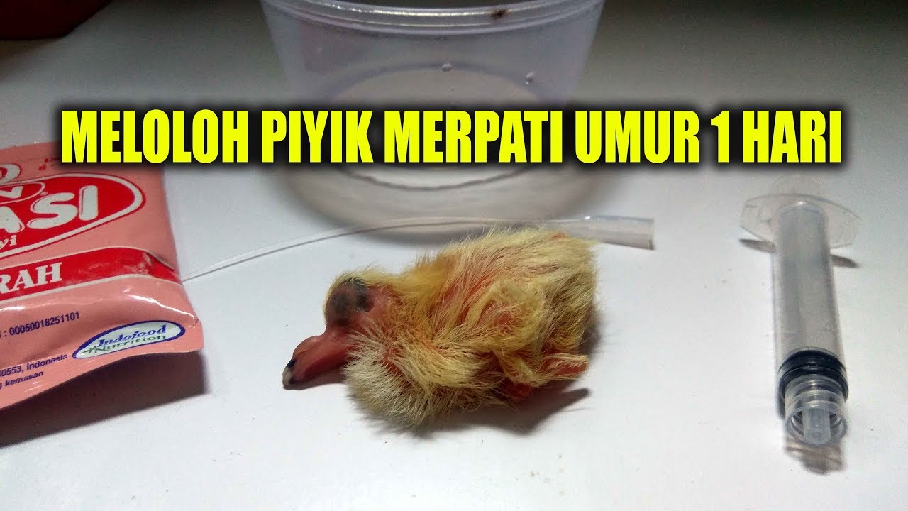 #PIYIK BARU  MENETAS - Cara Meloloh Piyik Merpati Umur 1 Hari