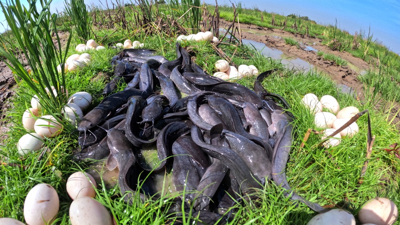 Wow Wow Amazing - A fisherman catch fish and pick a lot of eggs in mud water by best hand