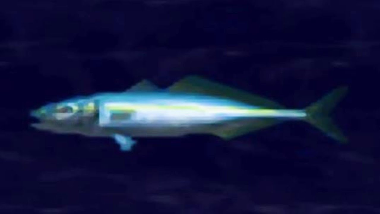 釣りゲーム ワカシ 海のぬし釣り 宝島に向かって FISHING GAME Umi no Nushi Tsuri Seriola quinqueradiata 海釣太郎航向寶島 鰤魚