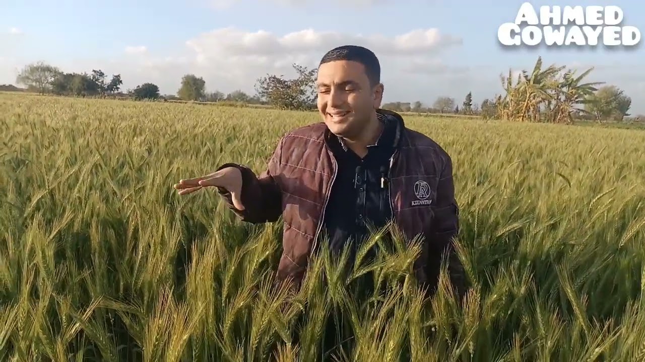 أسباب نجاح زراعه القمح 🌾 