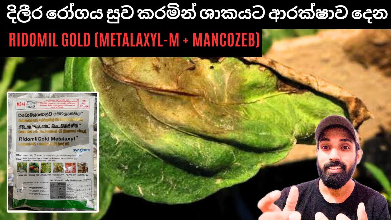 බෝග වගාවේ දිලීර රෝග වලින් ආරක්ෂා කරමින් සුව කරන්න නිෂ්පාදනය කල  (Ridomilgold Metalaxyl) දිලීරනාශකය.