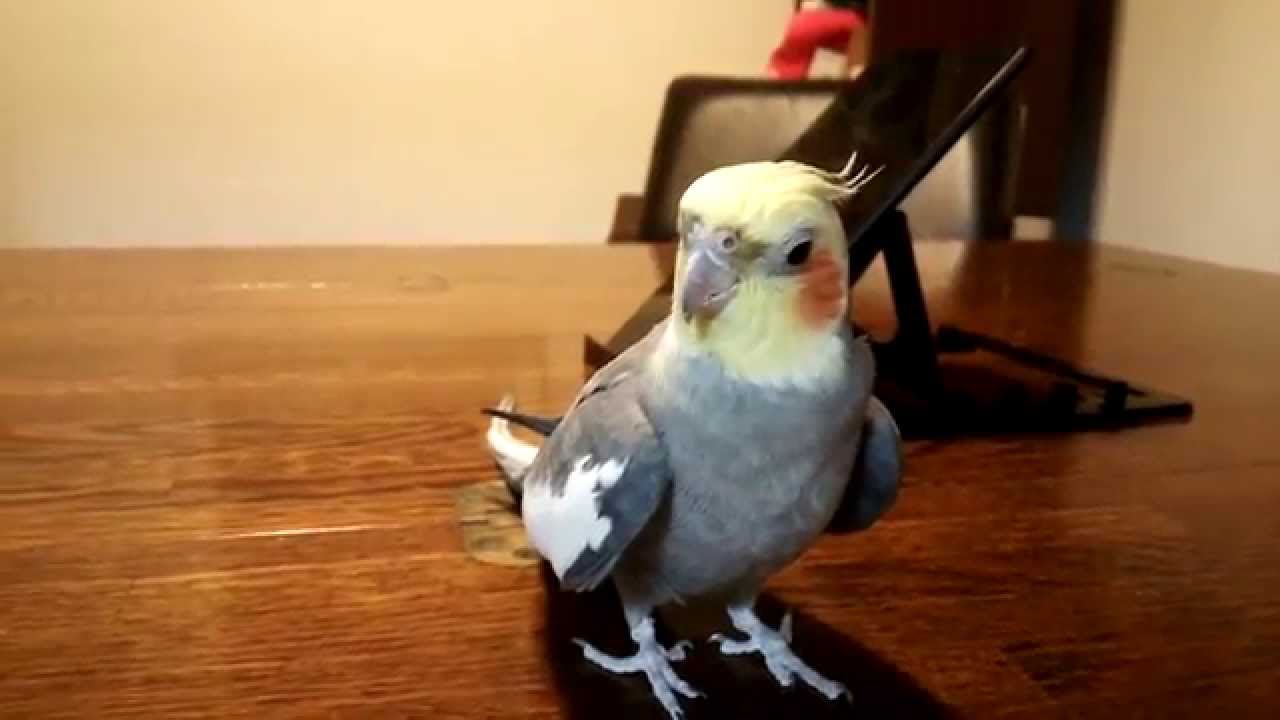 お口でドラム　オカメインコのセサミ