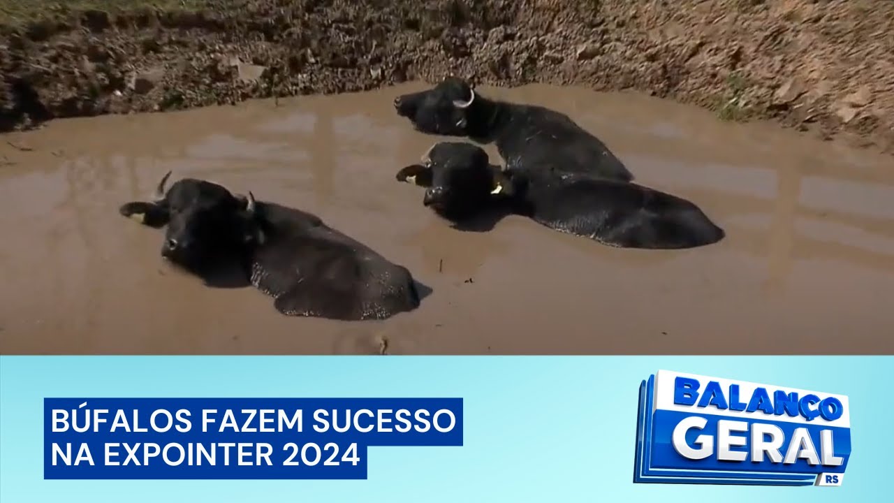 Expointer 2024: búfalos fazem sucesso