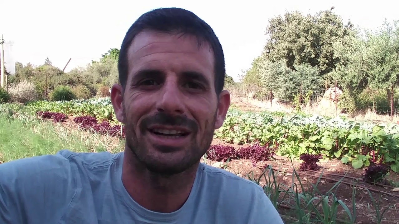 נמלים בגינת הירק, מה עושים איתם?