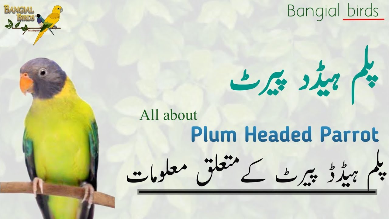 Plum Head parrot's information in Urdu | Hindi | Plum Head  Parakeet breeding tips | پلم ہیڈڈ پیرٹ