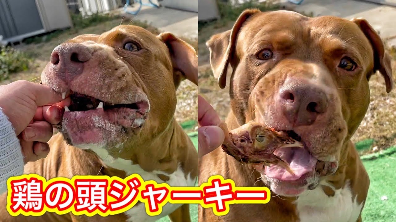 【犬のASMR】珍しいオヤツをボリボリ食べる咀嚼音がクセになる