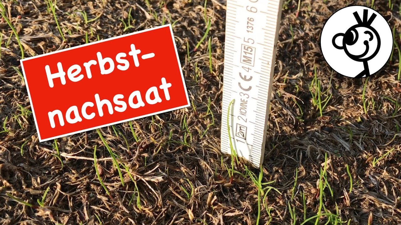 Rasen Herbst Nachsaat - 2 Wochen nach dem Säen