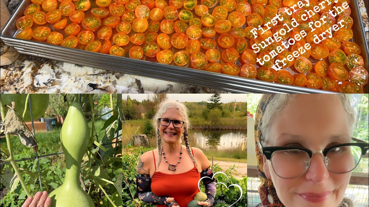 Freeze Dried Cherry Tomatoes, Home Canned Green Beans, A new couch from Cody & Amelia, VLOG Sept.9-