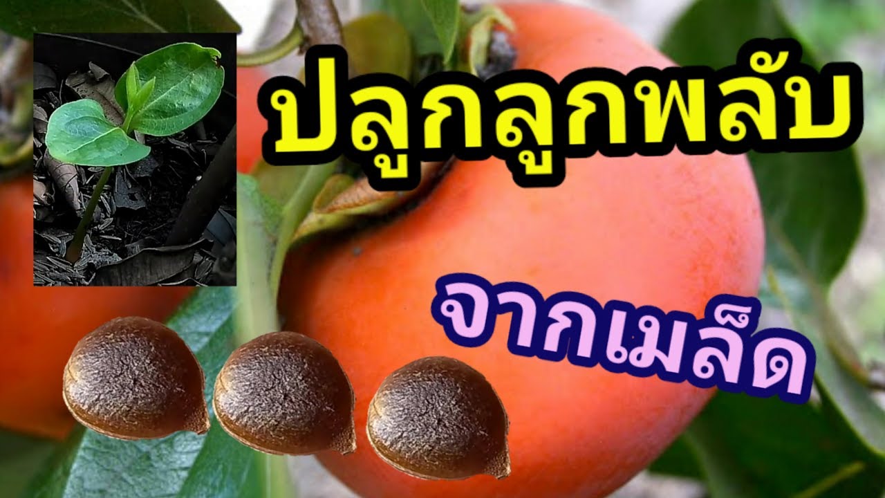 ปลูกลูกพลับหวาน จากเมล็ด แบบง่ายๆ
