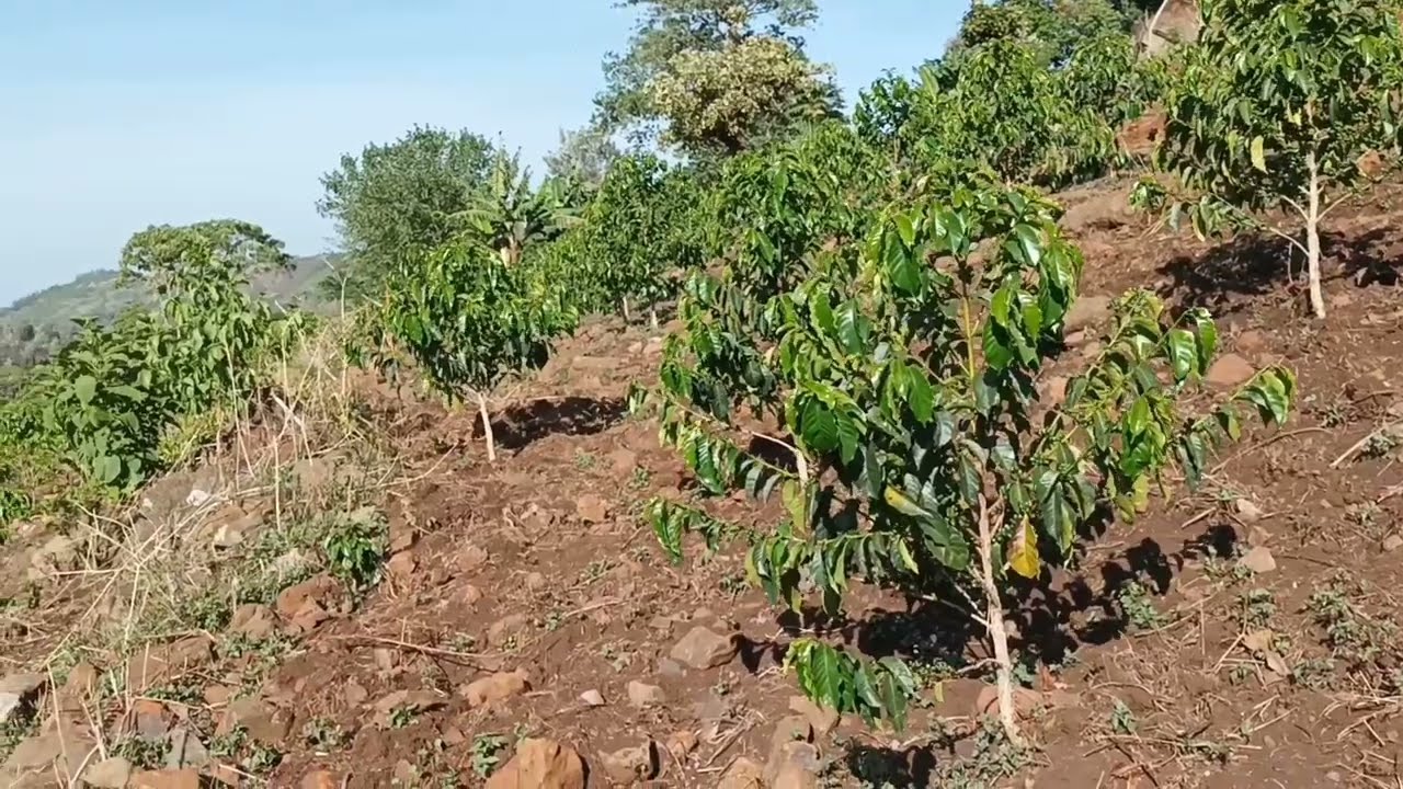 Coffee Farming Ridge: Rift-Valley, Kenya