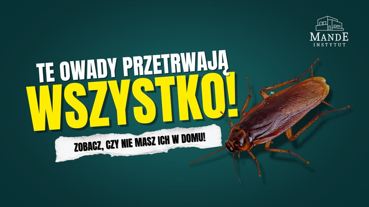 Karaluchy w domu? Sprawdź, czy na pewno wiesz, z czym masz do czynienia!