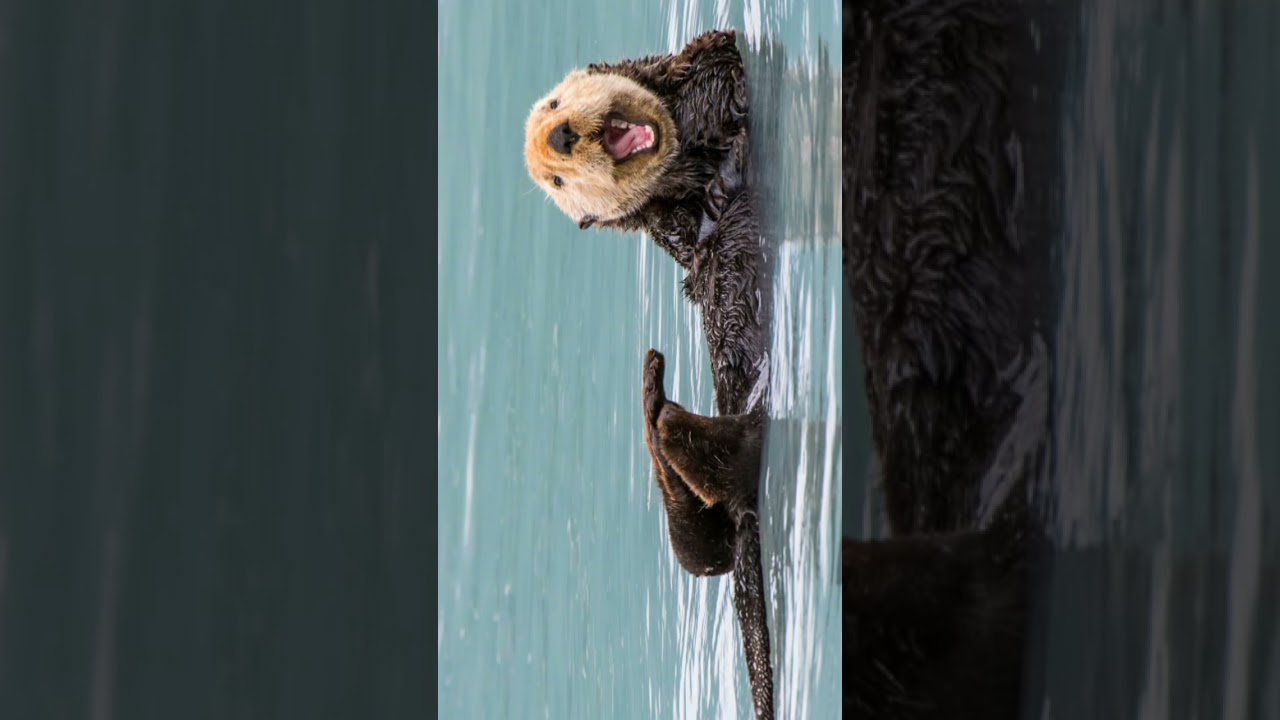 Sea otter sound