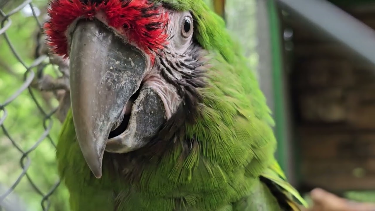 PAPAGO PARK CROATIA - (EN) Military macaw (Ara militaris)