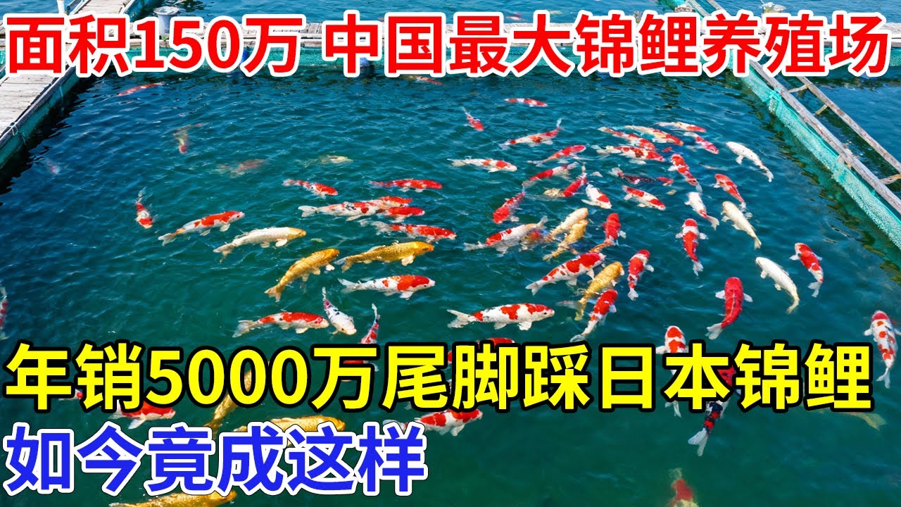中国最大锦鲤养殖场，面积超150万平米 ，年销5000万尾，誓要把日本锦鲤踩在脚下，如今竟成这样【科技传奇】