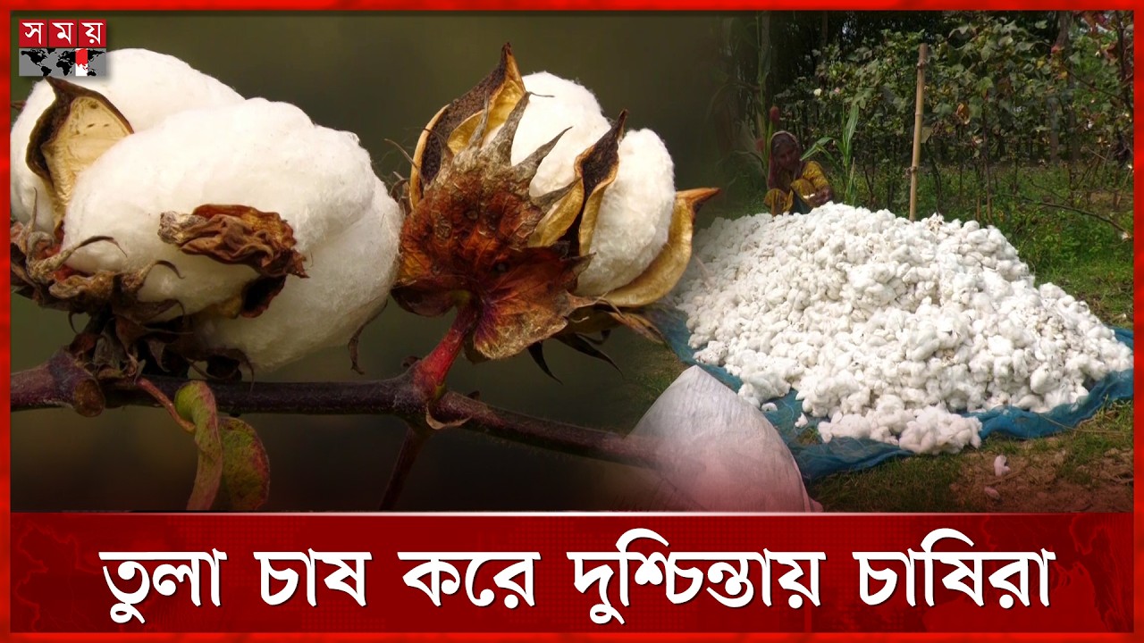 এবছর ব্রহ্মপুত্রের তীরে তুলার ফলন কম | Cotton Cultivation | Jamalpur | Farmer | Somoy TV