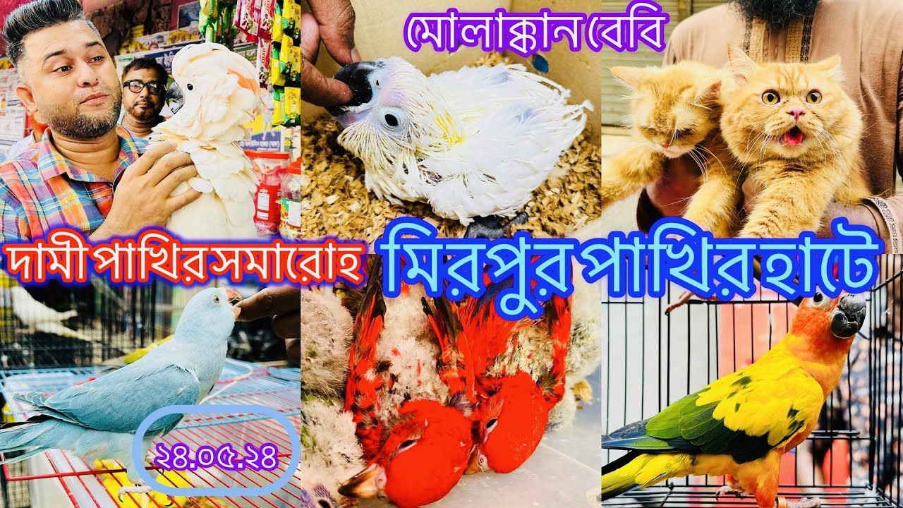 মোলাক্কান কাকাতুয়ার বেবি। দামী পাখিতে ভরে গেছে মিরপুর ১ পাখির হাট।Mirpur 1 Pakhir hat #viral