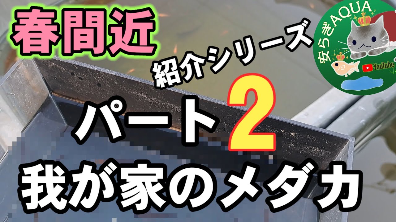 【春間近】我が家の越冬明けメダカ紹介シリーズ【パート2】全然痩せておりません。安らぎAQUAちゃんねる