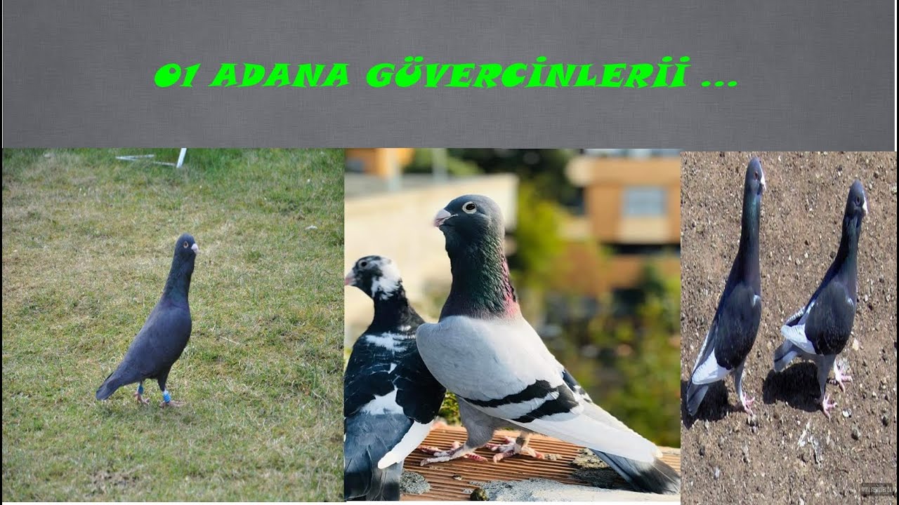 Adana Güvercin Uçuşu / VİDEODA KAÇAK YAKALADIK / Satlık Kuşlar var ...
