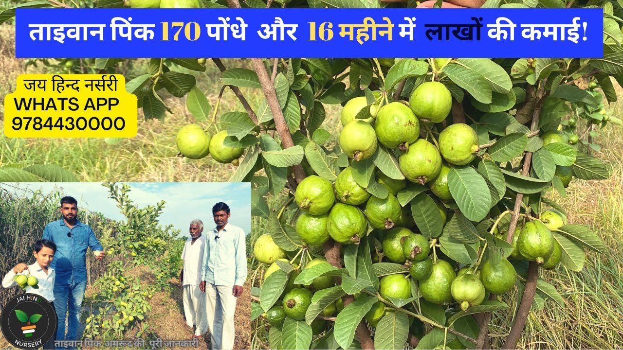 ताइवान पिंक अमरूद की सम्पूर्ण जानकारी,बाग़वानी कैसे करें .. Taiwan Pink Farming