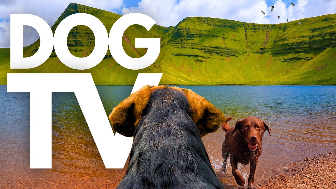 TheDogCam | 10hrs of Tranquil Mountain Lake Virtual Dog Walks 🐾⛰️ GoPro DogTV