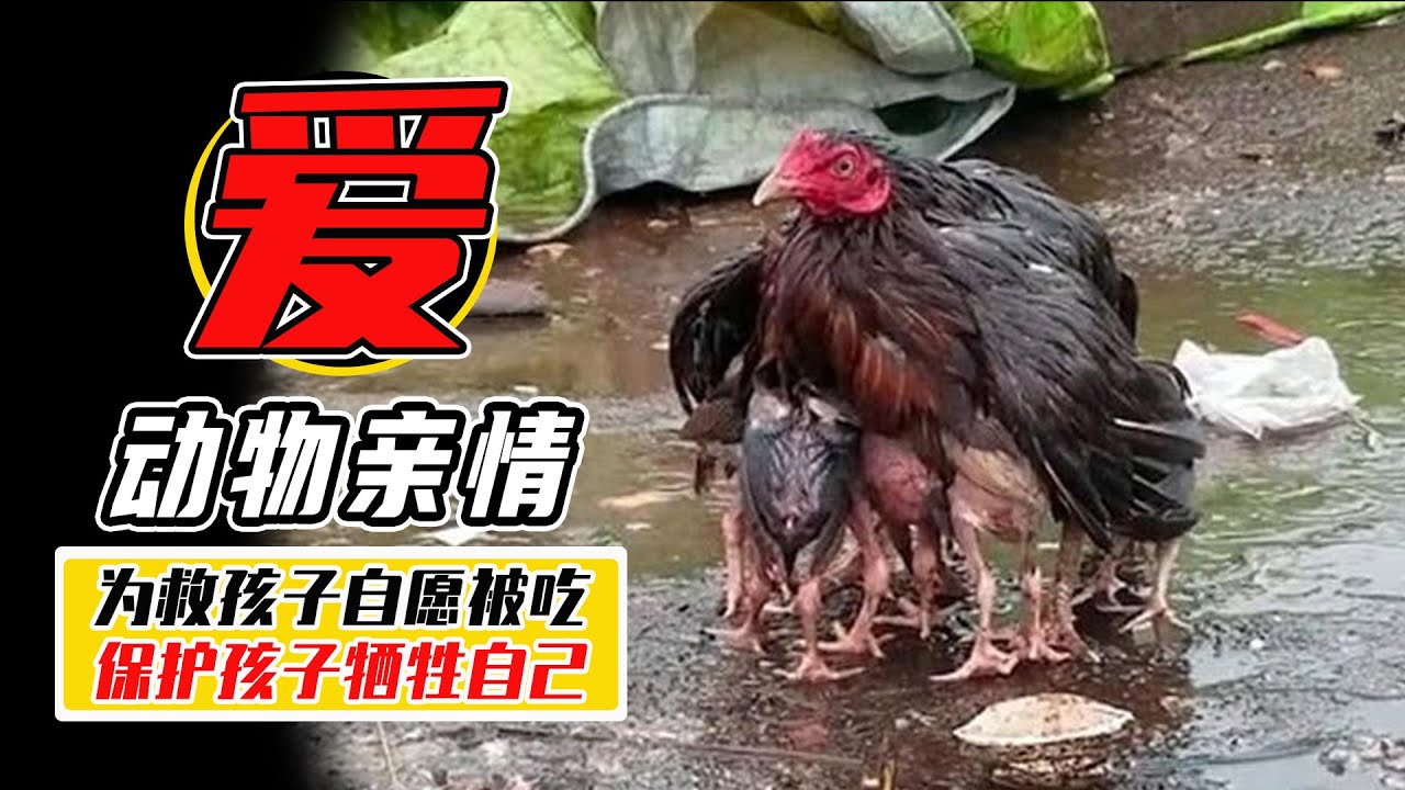 瞪羚救孩子，自願被鱷魚吃？ 盤點5個動物界感人瞬間【小馬哥知識局】