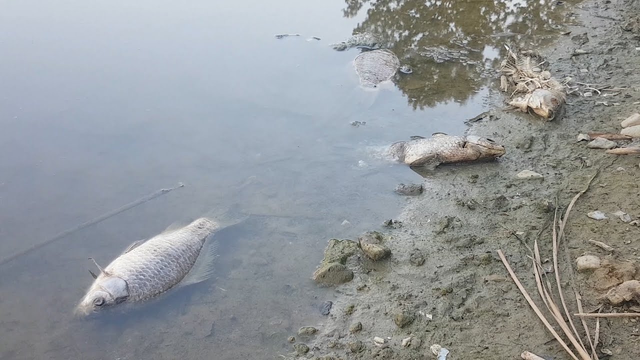 Ekološka katastrofa u Klakaru - Pomor ribe u bari Bebrinici
