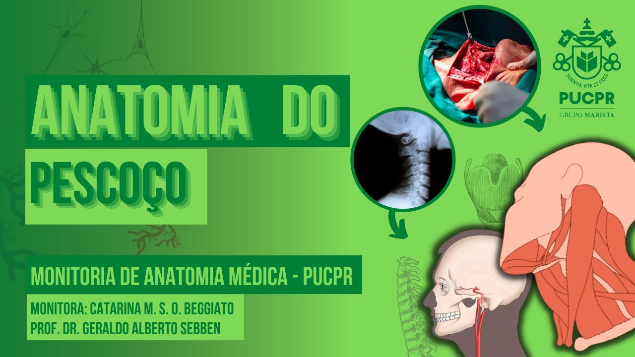 Músculos e Trígonos do Pescoço - Monitoria de Anatomia Médica II PUCPR