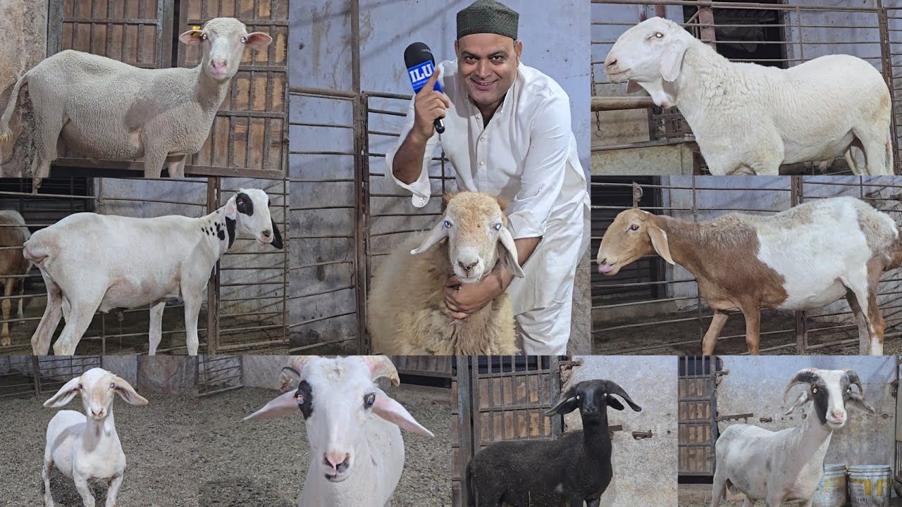 288 Per KG🔥Se Dumba Itna Sasta History Kabhi Nahi Milega Chanas Looto || Lalu Seth Bhiwandi Mumbai||