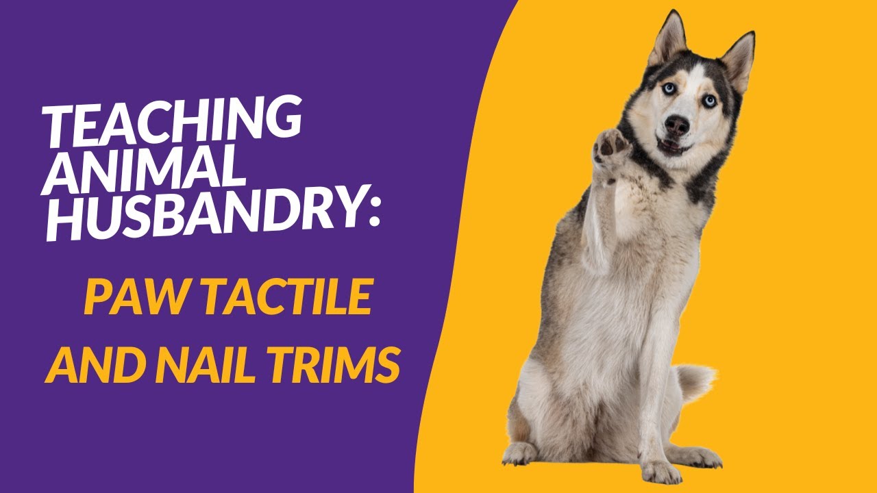 Teaching Animal Husbandry: Paw Tactile and Nail Trims