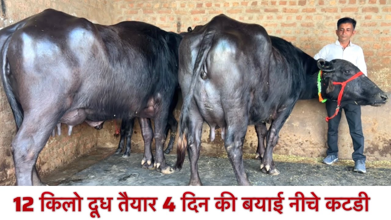 12 किलो दूध नीचे कटडी 4 दिन की बयाई है 19 kgMilk capacity Buffalo गाँव घमतान साहिब मनदीप 