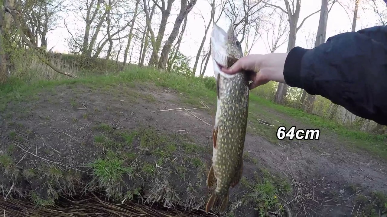 01.05.2017 Inselsee Güstrow Wędkarstwo Niemcy Szczupak   /Hecht Angeln