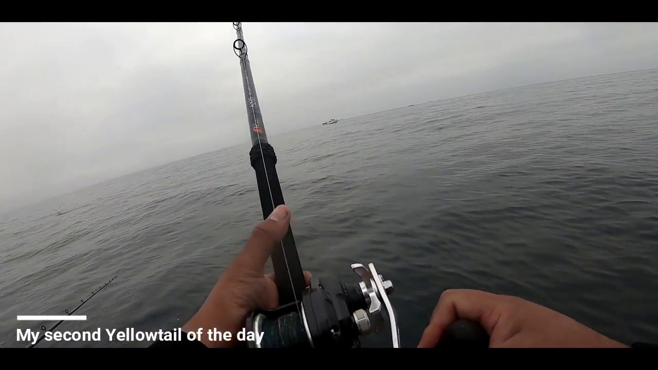 Huge Yellowtail!! on the Freedom from 22nd street landing San Pedro ca