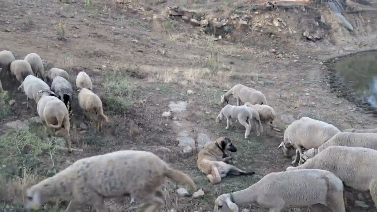 Kurtçu kangallar iş başında