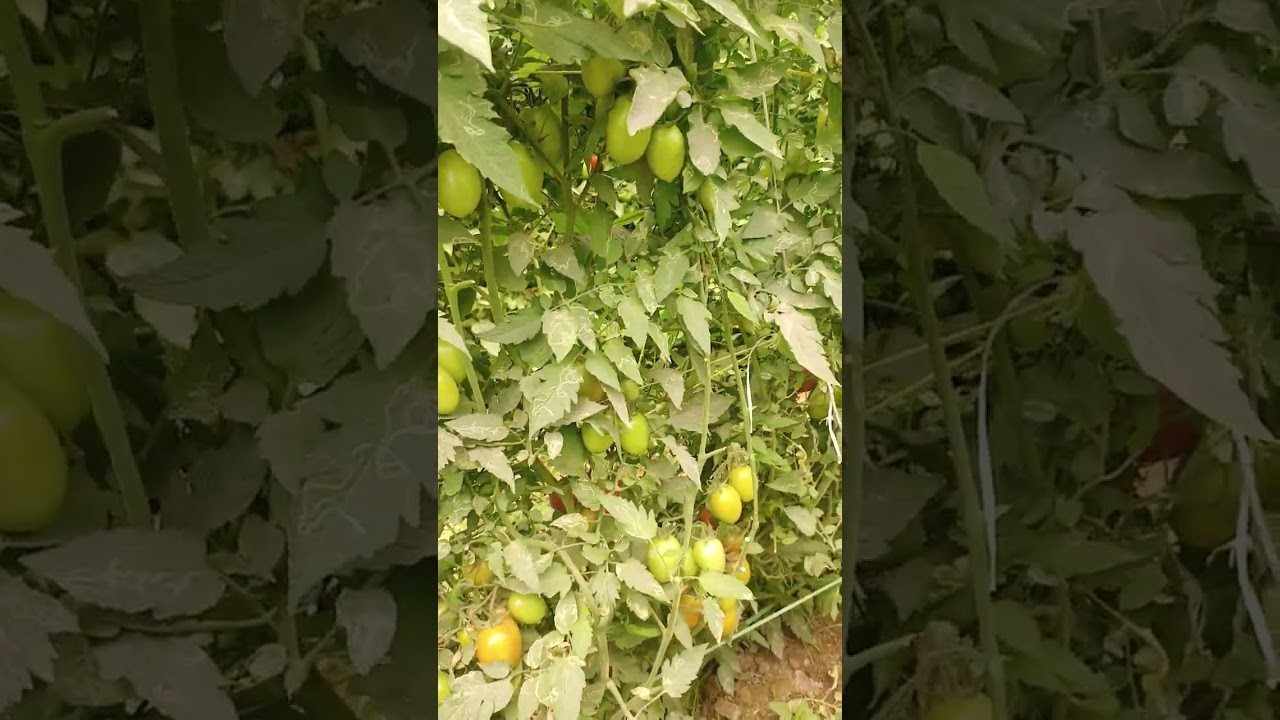 TM Red Rock Akora seed company at Kuchlak