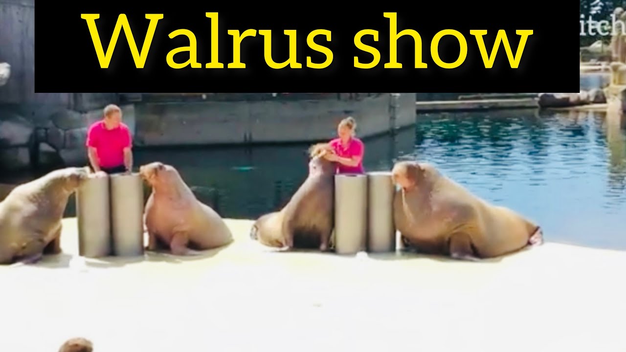 Walruses show in Dolfnarium theme Park #1 Netherlands | #irelandtamilfamily
