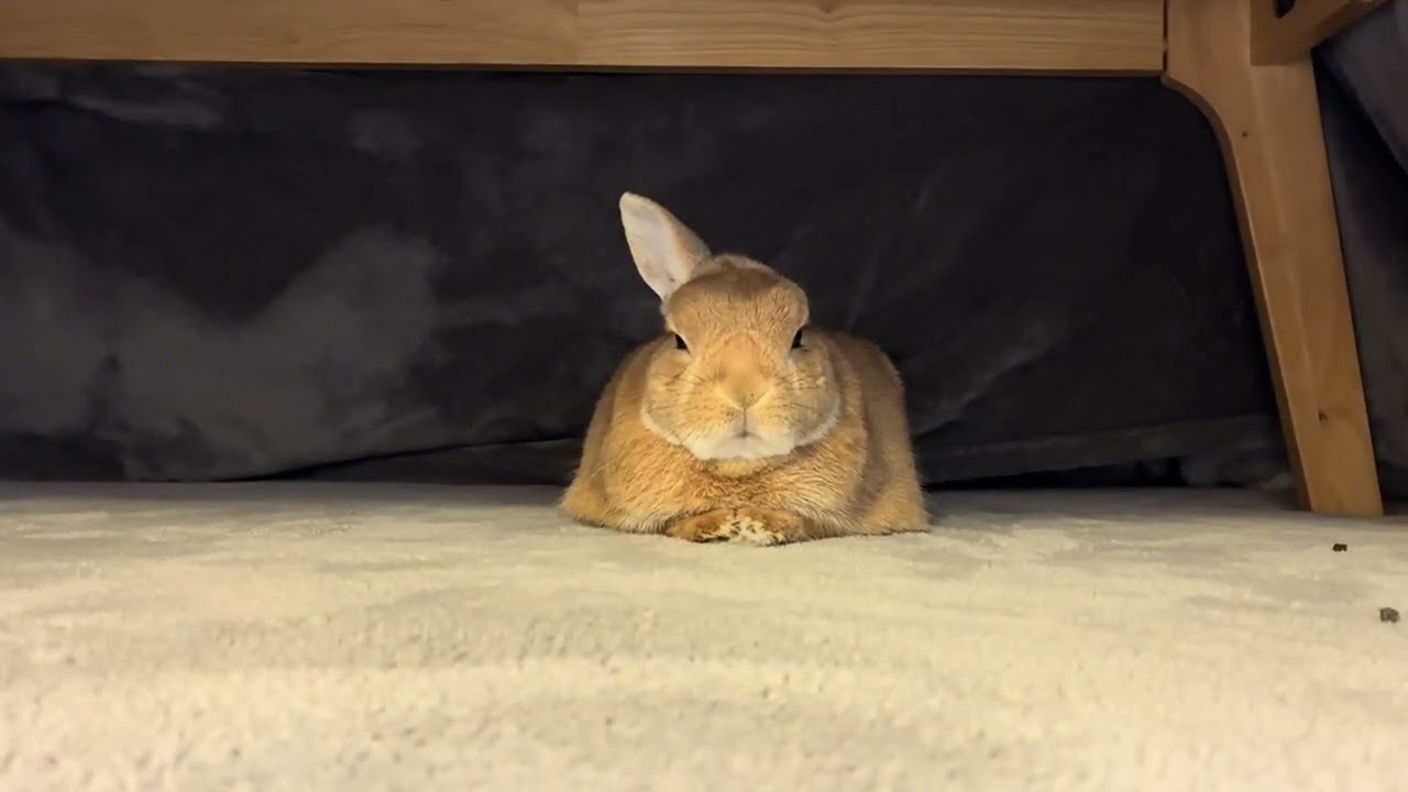 2026年2月10日7歳0ヶ月のうた　#うさぎ　#ネザーランドドワーフ　#rabbit　#bunny　#netherlanddwarf