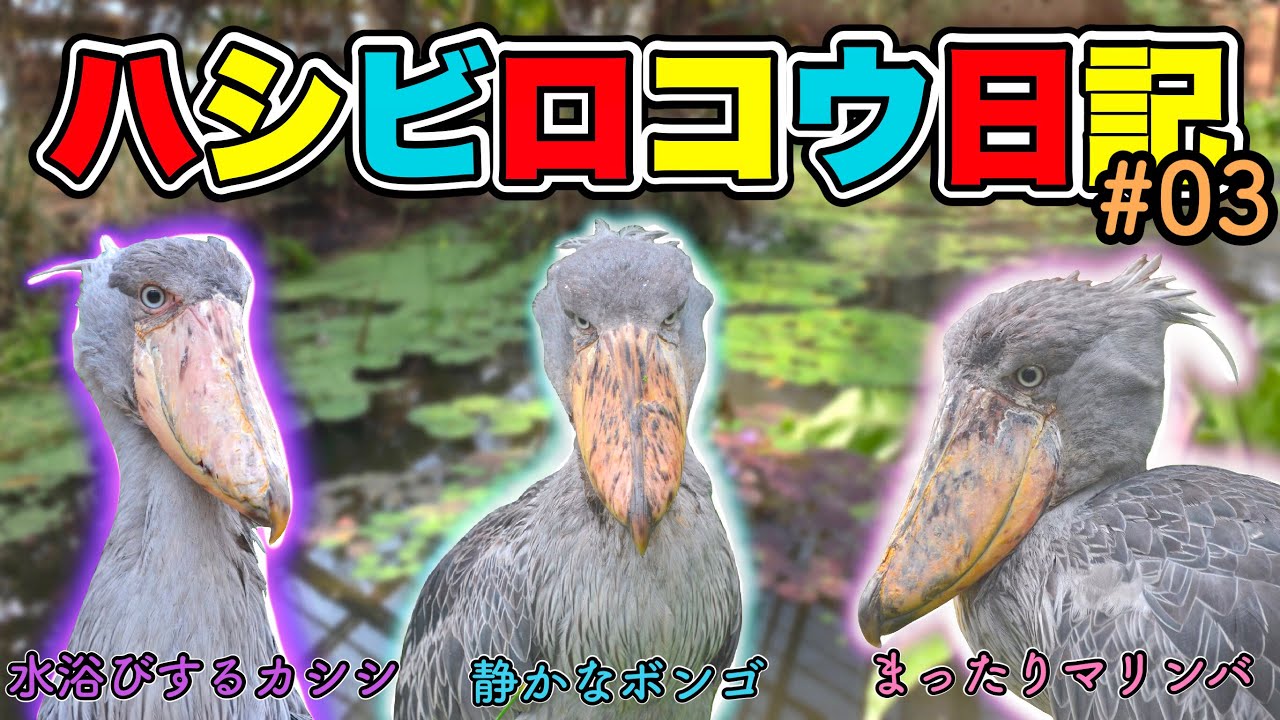 平和なビッグビルに新しい命が生まれました【神戸どうぶつ王国】ハシビロコウ日記03(Shoebill diary03 shoebill in kobe animal kingdom)