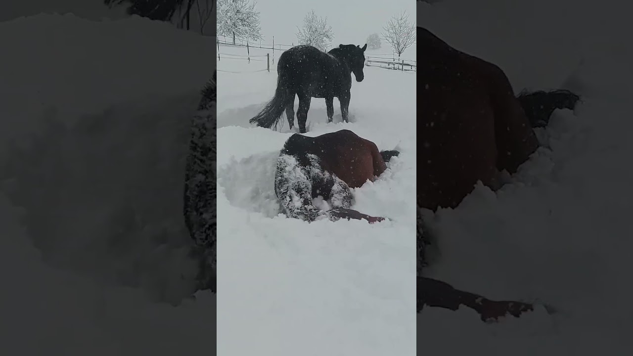 Horses Enjoy Playing in Snow in Bavaria, Germany