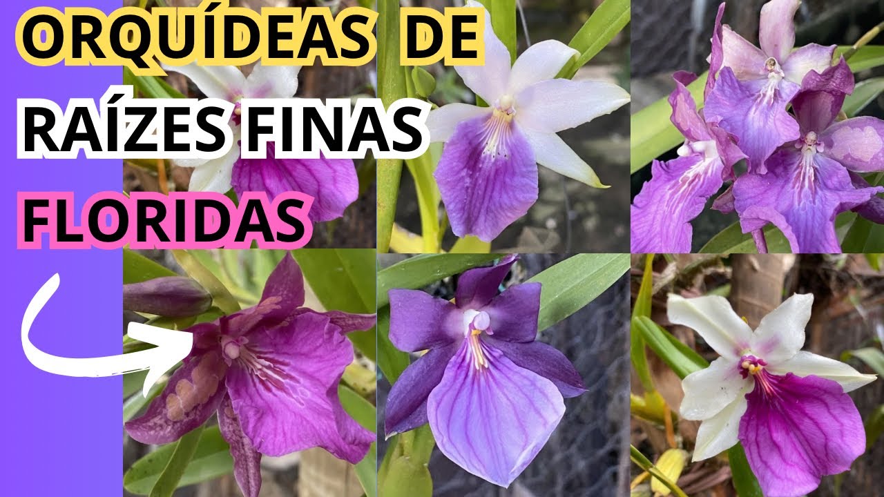 Orquídeas de RAÍZES FINAS cultive assim e será um sucesso!!!