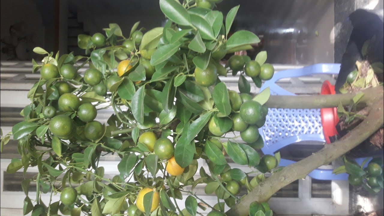 Cách dưỡng lại cây tắc sau tết cho mùa sau phần 1