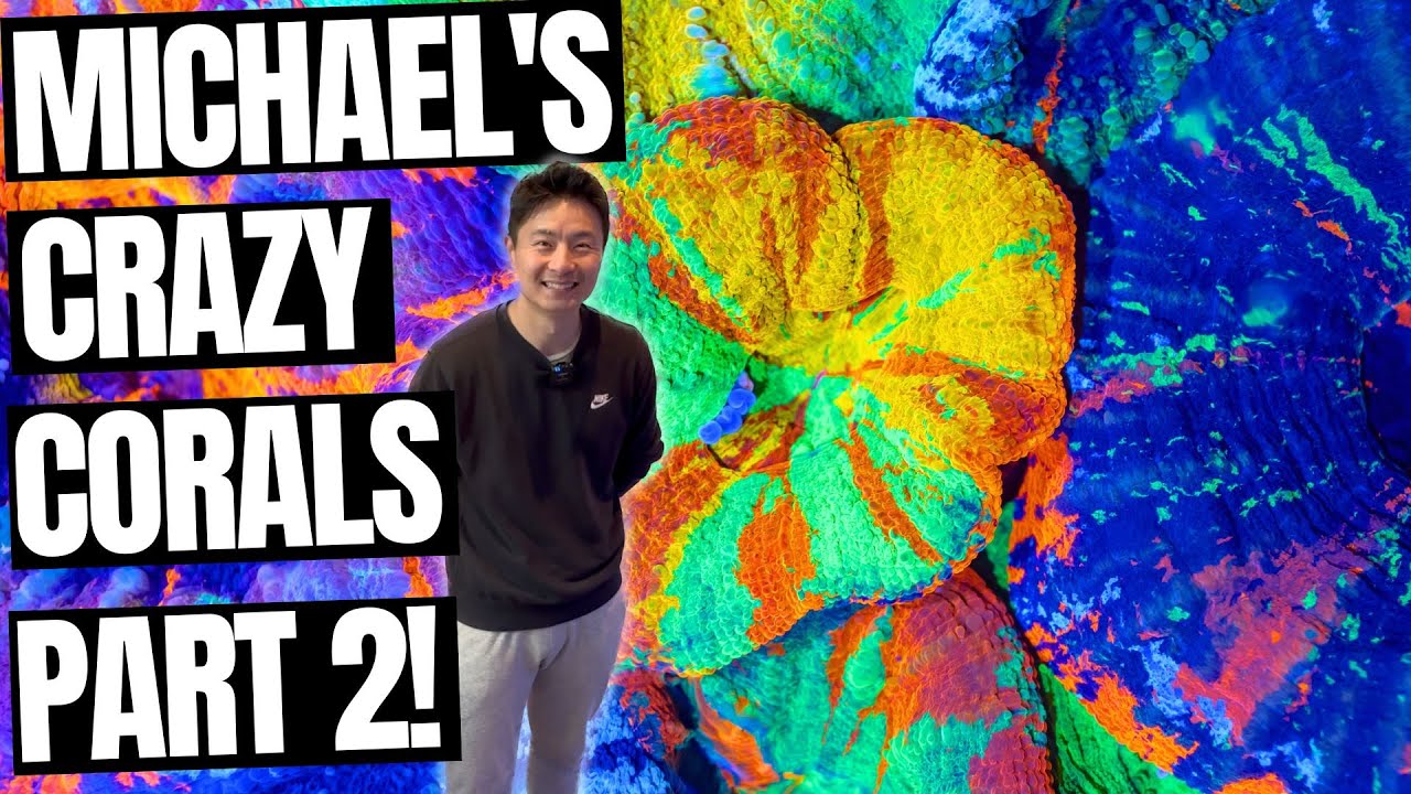 How to make corals thrive!