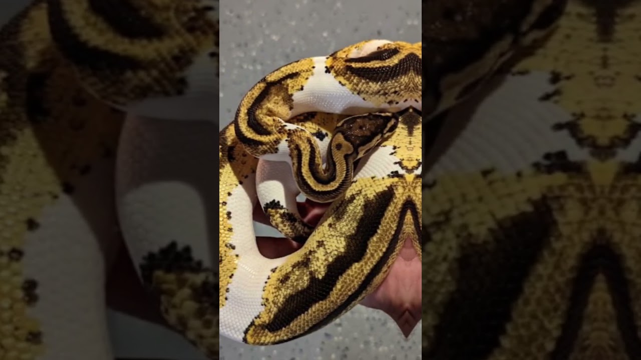See how ball pythons age.