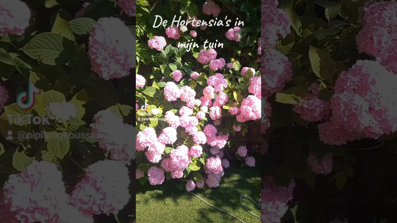 Hortensia's! 🩷 #hortensia #roze #ibizatuin #bloemen #planten #natuur