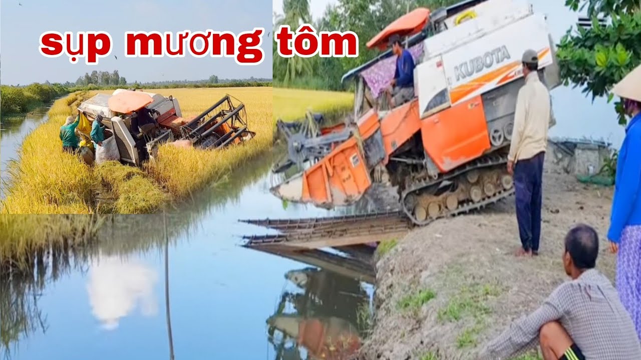 QUAY CẢNH MÁY CẮT LÚA KUBOTA DC 60 LÊN CHÂN 70 CHẠY SỤP HẦM LẦY LÚC amazing video new