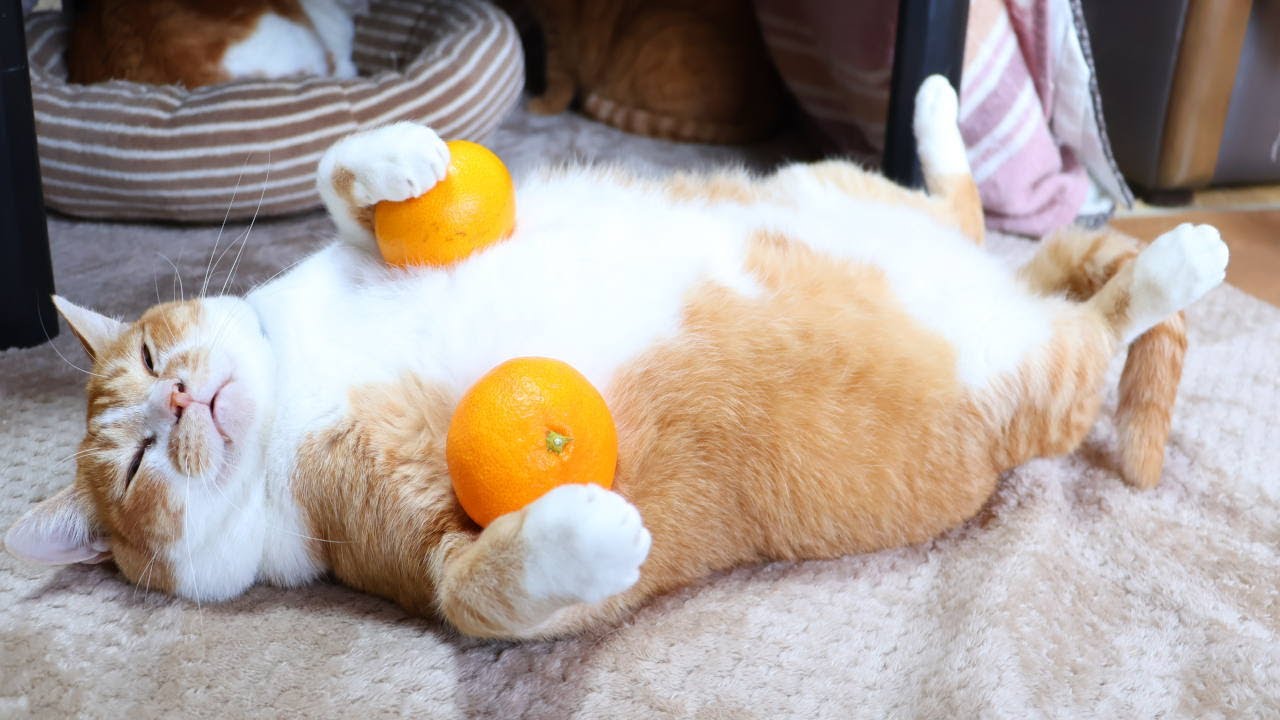 のせ猫　みかん　260105