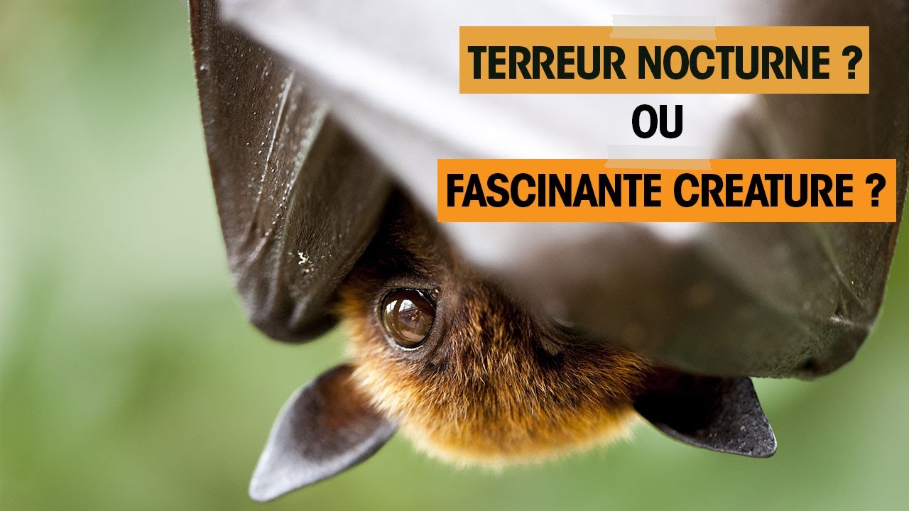 L'histoire RENVERSANTE de la CHAUVE-SOURIS
