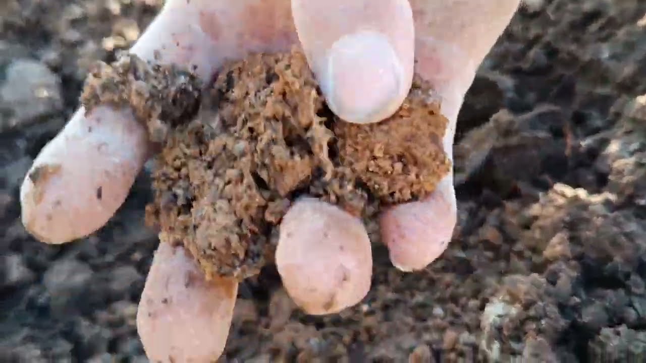 Como preparar a terra para plantar pitaya.