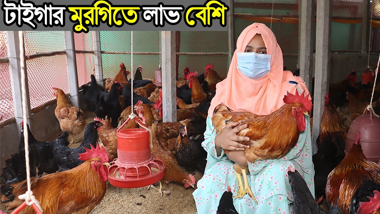 কাপাসিয়ার নারী উদ্যোক্তা সানজিদা আপার টাইগার মুরগির খামার।মাংসের জন্য টাইগার মুরগিতে লাভ বেশি। Tiger