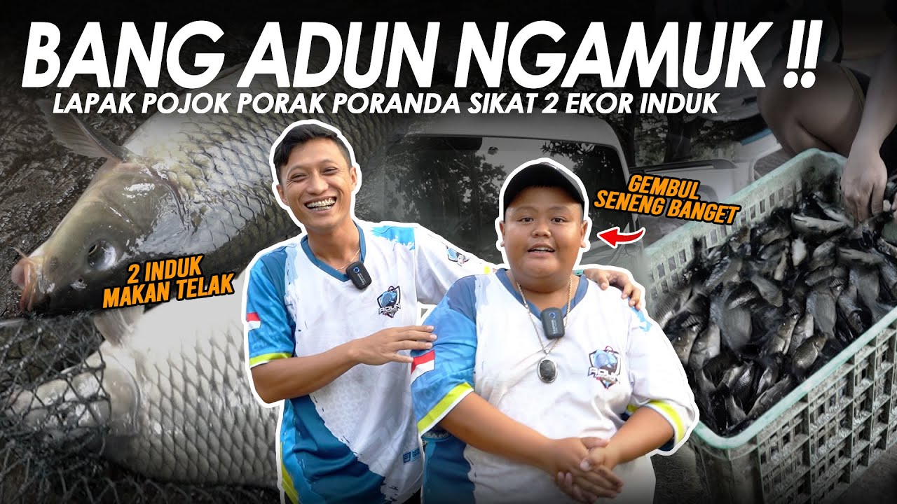 UMPAN BOTAK LAPAK POJOK !! BANG ADUN LANGSUNG NGAMUK SIKAT 2 EKOR INDUK || Am#620