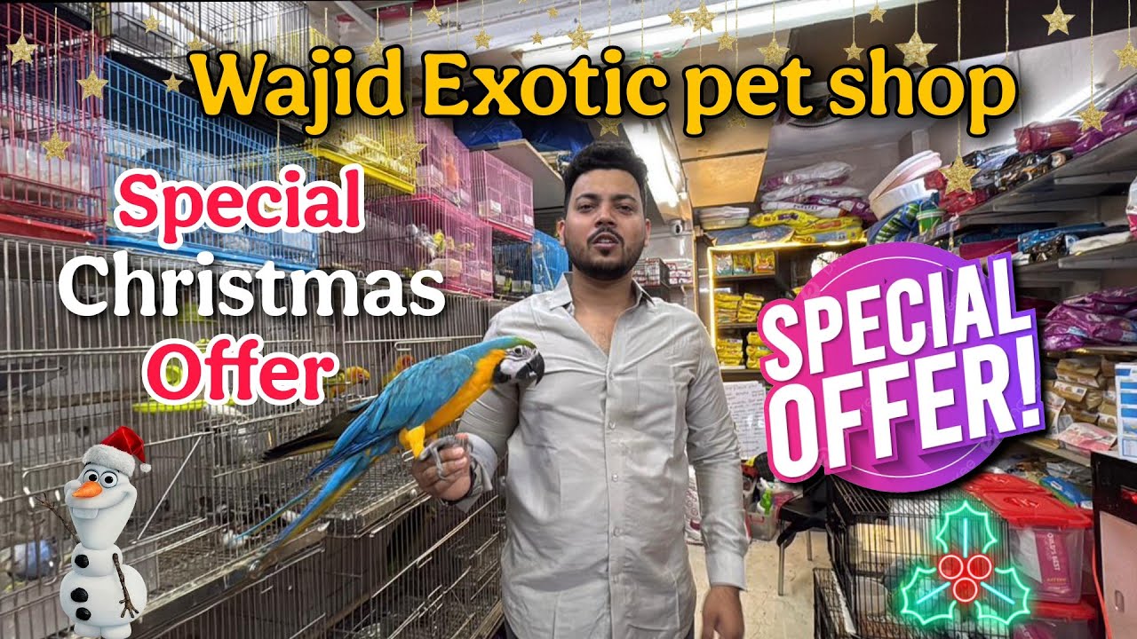 आज गेलो जोगेश्वरीला, असे पक्षी बघितले नसाल।Wajid Exotic Pet Christmas offer #pets
